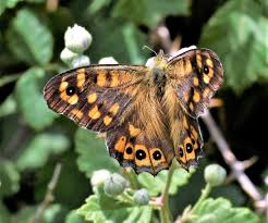 Attēlu rezultāti vaicājumam “Pararge aegeria upperside”