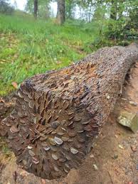 Image result for CENTRAL LANCASHIRE RAMBLING CLUB