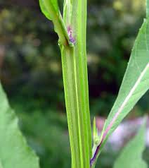 Attēlu rezultāti vaicājumam “Craterium aureonucleatum stalked”