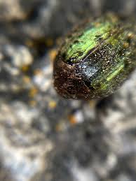 Attēlu rezultāti vaicājumam “Cytilus sericeus”