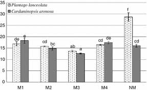 Attēlu rezultāti vaicājumam “Cardaminopsis arenosa leaf”