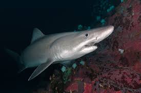 Image result for Odontaspis ferox