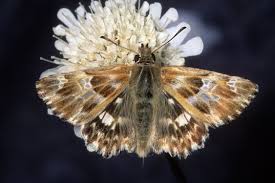 Attēlu rezultāti vaicājumam “Carcharodus floccifera upperside”