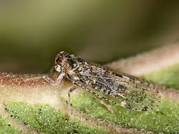 Attēlu rezultāti vaicājumam “Cixius sp.”