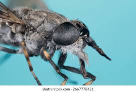 Attēlu rezultāti vaicājumam “Tabanidae”