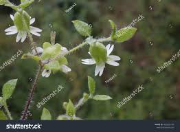 Attēlu rezultāti vaicājumam “Silene baccifera flower”