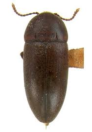 Attēlu rezultāti vaicājumam “Tetratomidae”