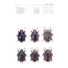 Attēlu rezultāti vaicājumam “Byrrhidae”