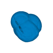 Attēlu rezultāti vaicājumam “Pyrola media”