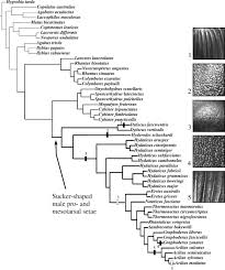Attēlu rezultāti vaicājumam “Colymbetes paykulli”