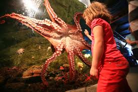 Image result for Enteroctopus dofleini