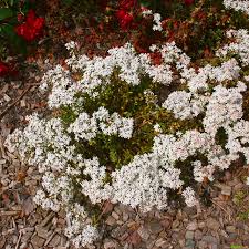 Image result for Mauerpfeffer