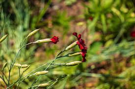 Attēlu rezultāti vaicājumam “Dianthus deltoides bud”