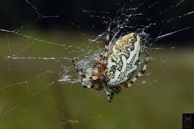 Attēlu rezultāti vaicājumam “Araneidae”