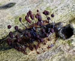 Attēlu rezultāti vaicājumam “Comatricha alta spores”