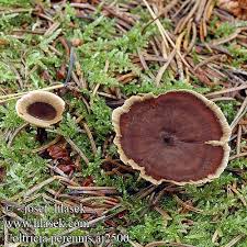 Attēlu rezultāti vaicājumam “Coltricia perennis”