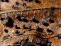 Attēlu rezultāti vaicājumam “Lamproderma violaceum”