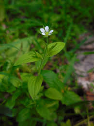 Attēlu rezultāti vaicājumam “Moehringia trinervia flower”