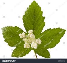 Attēlu rezultāti vaicājumam “Filipendula ulmaria  leaf”