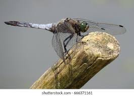 Attēlu rezultāti vaicājumam “Orthetrum cancellatum male”