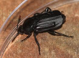 Attēlu rezultāti vaicājumam “Necrodes littoralis”