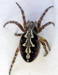 Attēlu rezultāti vaicājumam “Aculepeira ceropegia”