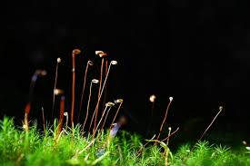 Attēlu rezultāti vaicājumam “Bryum caespiticium sporophyte”