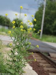 Attēlu rezultāti vaicājumam “Sisymbrium loeselii flower”