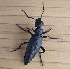 Attēlu rezultāti vaicājumam “Meloidae”