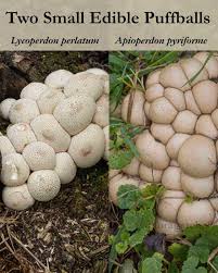 Attēlu rezultāti vaicājumam “Lycoperdon perlatum”