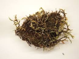 Attēlu rezultāti vaicājumam “Anastrophyllum minutum”