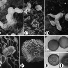 Attēlu rezultāti vaicājumam “Didymium difforme sessile”