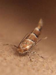 Attēlu rezultāti vaicājumam “Cameraria ohridella”