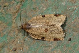 Attēlu rezultāti vaicājumam “Lozotaenia forsterana”