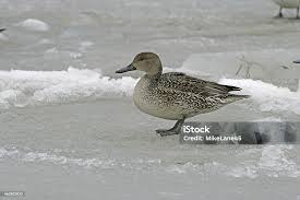 Attēlu rezultāti vaicājumam “Anas acuta”