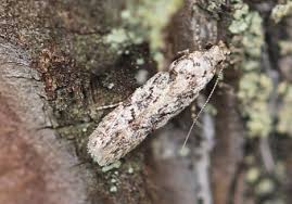Attēlu rezultāti vaicājumam “Carpatolechia alburnella”