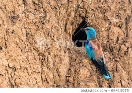 Attēlu rezultāti vaicājumam “Coracias garrulus adult”