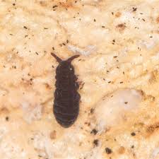 Attēlu rezultāti vaicājumam “Hypogastrura sp.”