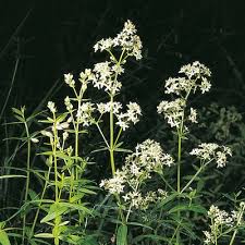 Attēlu rezultāti vaicājumam “Galium boreale flower”