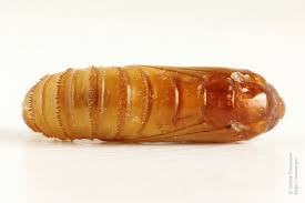 Attēlu rezultāti vaicājumam “Morophaga choragella”