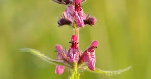 Attēlu rezultāti vaicājumam “Stachys sylvatica”