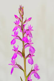Attēlu rezultāti vaicājumam “Orchis mascula flower”