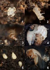 Attēlu rezultāti vaicājumam “Leiodidae larva”