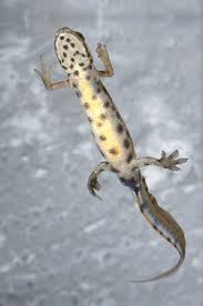 Attēlu rezultāti vaicājumam “Triturus vulgaris female”