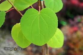 Attēlu rezultāti vaicājumam “Cercidiphyllum japonicum leaf”