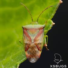 Attēlu rezultāti vaicājumam “Elasmostethus interstinctus imago”