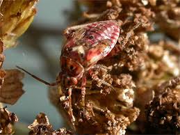 Attēlu rezultāti vaicājumam “Lygus pratensis nymph”