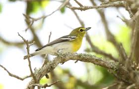 Image result for Vireo flavifrons