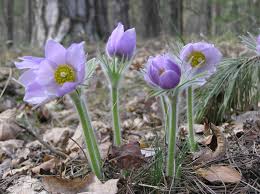 Attēlu rezultāti vaicājumam “Pulsatilla”