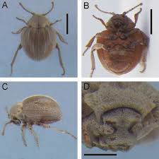 Attēlu rezultāti vaicājumam “Ptinus sp.”